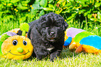 walking  Newfoundland Puppy