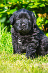 Newfoundland Puppy sitting