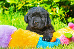 Newfoundland Puppy