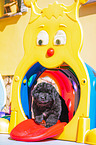 walking  Newfoundland Puppy