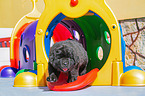 walking  Newfoundland Puppy