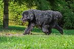 running Newfoundland
