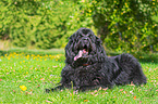 lying Newfoundland