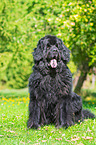 sitting Newfoundland