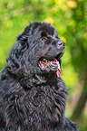 Newfoundland portait