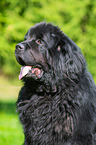 Newfoundland portait
