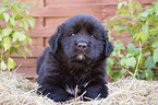 lying Newfoundland Puppy