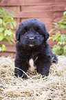 sitting Newfoundland Puppy
