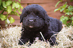 lying Newfoundland Puppy