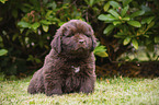 sitting Newfoundland Puppy
