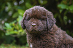 Newfoundland Puppy portrait