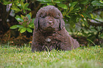 sitting Newfoundland Puppy