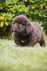 walking Newfoundland Puppy