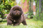 walking Newfoundland Puppy