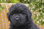 Newfoundland Puppy portrait