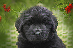 Newfoundland Puppy portrait