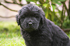 Newfoundland Puppy portrait