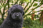 Newfoundland Puppy portrait