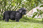 standing Newfoundland Puppy