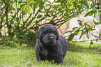 standing Newfoundland Puppy