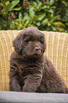 sitting Newfoundland Puppy