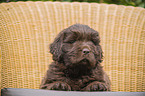 lying Newfoundland Puppy
