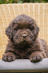 lying Newfoundland Puppy