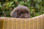 Newfoundland Puppy portrait