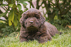 lying Newfoundland Puppy