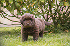 standing Newfoundland Puppy
