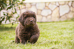 walking Newfoundland Puppy