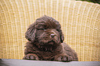 lying Newfoundland Puppy