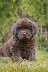 sitting Newfoundland Puppy