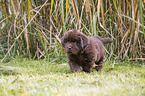 walking Newfoundland Puppy