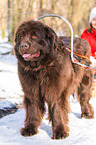 Newfoundland Dog with sled