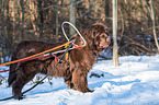 Newfoundland Dog with sled