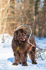 Newfoundland Dog with sled