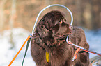 Newfoundland Dog with sled