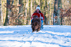 Newfoundland Dog with sled