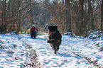 Newfoundland Dog with sled