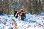 Newfoundland Dog with sled