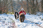 Newfoundland Dog with sled
