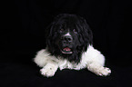 lying Newfoundland Dog