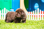 Newfoundland Dog Puppy