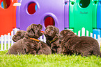 Newfoundland Dog Puppies