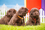 Newfoundland Dog Puppies