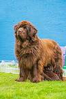 Newfoundland Dog mother with puppies