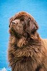 Newfoundland Dog Portrait