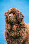 Newfoundland Dog Portrait