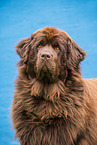 Newfoundland Dog Portrait